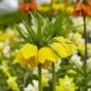 Yellow Crown Imperial -Garden Outfitters Store visi125414 fritillaria lutea cropped