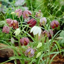Snake's Head Fritillary -Garden Outfitters Store visi26883 fritillaria meleagris0cropped