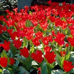 Red Emperor Tulip -Garden Outfitters Store visi28048 red emperor tulip cropped