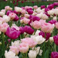Double Late Tulip Mix -Garden Outfitters Store visi34696 double late tulip mix cropped