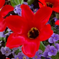 Red Emperor Tulip -Garden Outfitters Store visi45237 red emperor tulip cropped