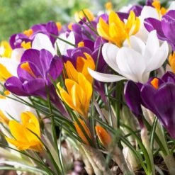 Dutch Crocus Mix -Garden Outfitters Store visi50589 dutch crocus mix cropped