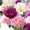 Double Late Tulip Mix -Garden Outfitters Store visi51809 double late tulip mix cropped