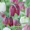 Snake's Head Fritillary 1 Snake's Head Fritillary -Garden Outfitters Store visi59755 fritillaria meleagris cropped