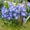 Blue Giant Glory Of The Snow -Garden Outfitters Store visi97989chionodoxa forbesii blue giant cropped