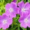 Vision® Violet Geranium 2 Vision® Violet Geranium -Garden Outfitters Store vision violet geranium close up