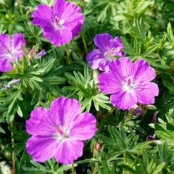 Vision® Violet Geranium -Garden Outfitters Store vision violet geranium flowers