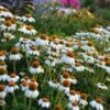 PowWow® White Echinacea -Garden Outfitters Store walers gardens echinacea powwow white