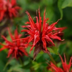 Jacob Cline Bee Balm -Garden Outfitters Store walters gardens monarda jacob cline 2 cropped 1 1
