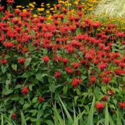 Jacob Cline Bee Balm -Garden Outfitters Store walters gardens monarda jacob cline cropped 1 1 1