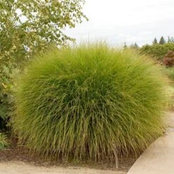 Gracillimus Miscanthus Grass -Garden Outfitters Store walters gardens spring miscanthus gracillimus cropped