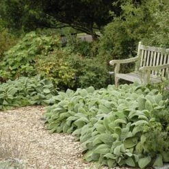Helen Von Stein Lamb's Ear -Garden Outfitters Store walters gardens stachys helen von stein