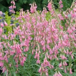 Elfin Pink Penstemon -Garden Outfitters Store walters gardens penstemon elfin pink cropped