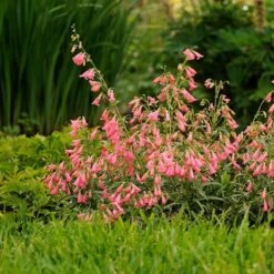 Elfin Pink Penstemon -Garden Outfitters Store walters gardens penstemon elfin pink cropped 3