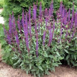 Caradonna Salvia -Garden Outfitters Store walters gardens salvia caradonna cropped 1