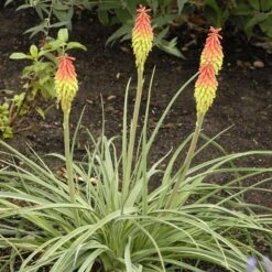 Fire Dance Red Hot Poker 10 Fire Dance Red Hot Poker -Garden Outfitters Store walters gardens kniphofia fire dance cropped