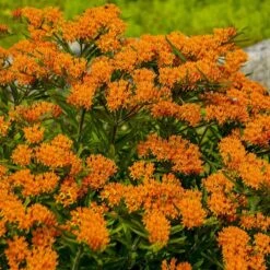 Butterfly Weed (Clay Form) 11 Butterfly Weed (Clay Form) -Garden Outfitters Store walters gardens asclepias tuberosa cropped 1