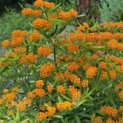 Butterfly Weed (Clay Form) 12 Butterfly Weed (Clay Form) -Garden Outfitters Store walters gardens asclepias tuberosa cropped 2