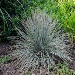 Blue Oat Grass -Garden Outfitters Store walters gardens helictotrichon sempervirens cropped 2
