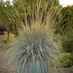 Blue Oat Grass -Garden Outfitters Store walters gardens helictotrichon sempervirens cropped 4