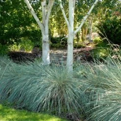 Blue Oat Grass -Garden Outfitters Store walters gardens helictotrichon sempervirens cropped under trees