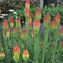 Fire Dance Red Hot Poker 11 Fire Dance Red Hot Poker -Garden Outfitters Store walters gardens kniphofia fire dance cropped