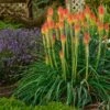 Fire Dance Red Hot Poker -Garden Outfitters Store walters gardens kniphofia fire dance with lavender munstead cropped 1
