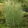 Heavy Metal Blue Switch Grass -Garden Outfitters Store walters gardens panicum heavy metal cropped