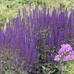 Caradonna Salvia -Garden Outfitters Store walters gardens salvia caradonna cropped