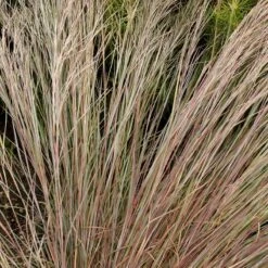Prairie Blues Little Bluestem Grass -Garden Outfitters Store walters gardens schizachyrium prairie blues close up foliage cropped