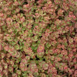 October Daphne Sedum 14 October Daphne Sedum -Garden Outfitters Store walters gardens sedum october daphne fall foliage closeup cropped