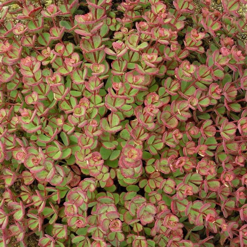 October Daphne Sedum 8 October Daphne Sedum - Image 6