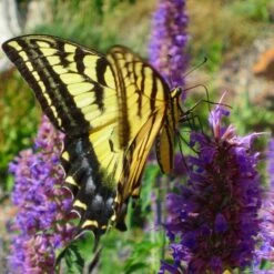 Blue Blazes Agastache 10 Blue Blazes Agastache -Garden Outfitters Store western swallowtail sipping agastache blue blazes 3
