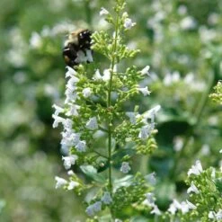 White Cloud Calamintha -Garden Outfitters Store white cloud calamintha 1