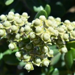 Ice Ballet Swamp Milkweed -Garden Outfitters Store white ice ballet milkweed asclep