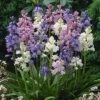 Wood Hyacinth Mix (Spanish Bluebells) -Garden Outfitters Store woodhyacinthmix 1