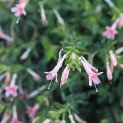 Woody's Peach Surprise Hummingbird Trumpet (Zauschneria) -Garden Outfitters Store woody s peach surprise closeup cropped