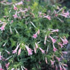 Woody's Peach Surprise Hummingbird Trumpet (Zauschneria) -Garden Outfitters Store woodys peach surprise cropped