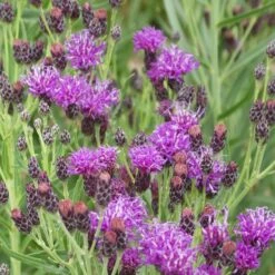 Woolly Ironweed (Vernonia) -Garden Outfitters Store woolly ironweed 2