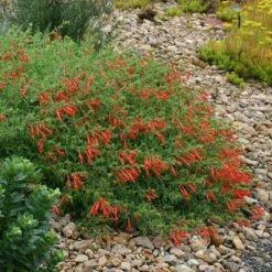 Orange Carpet® Creeping Hummingbird Trumpet (Zauschneria) -Garden Outfitters Store zauschneria garrettii orange carpet pat hayward plant select