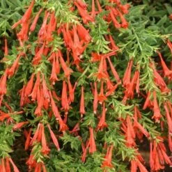 Orange Carpet® Creeping Hummingbird Trumpet (Zauschneria) -Garden Outfitters Store zauschneria garrettii orange carpet pat hayward plant select garden